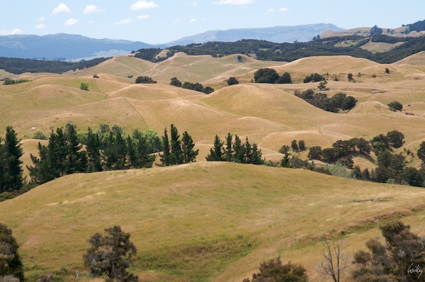 NewZealand 09 10  086